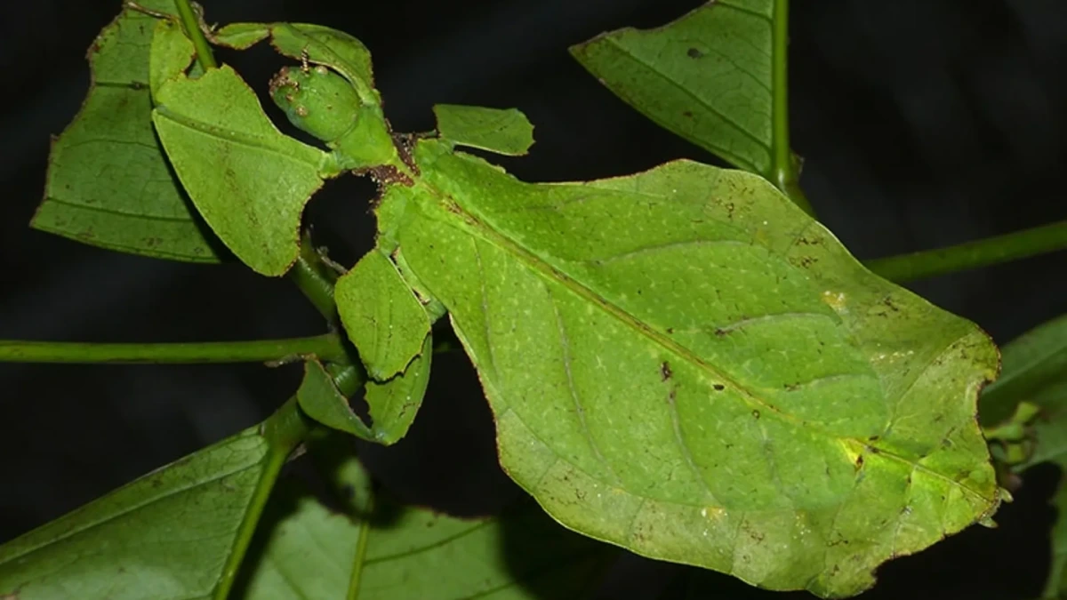 حیوانات عجیب و غریب: حشره برگی