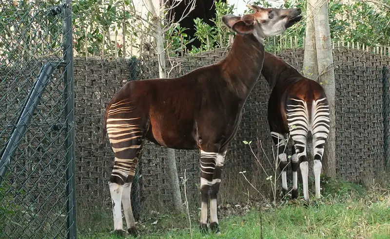 عکس عجیب‌ترین حیوان دنیا