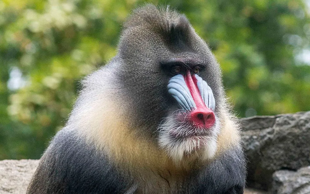 مندریل؛ یکی از عجیب ترین حیوانات دنیا