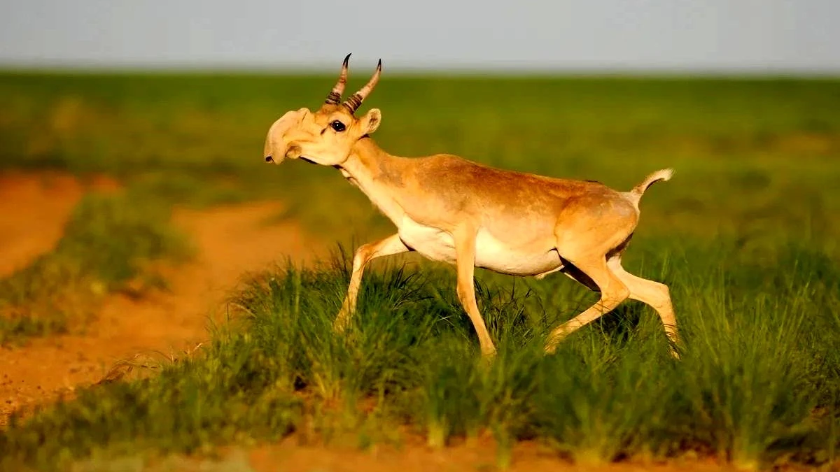 حیوانات زیبا و عجیب