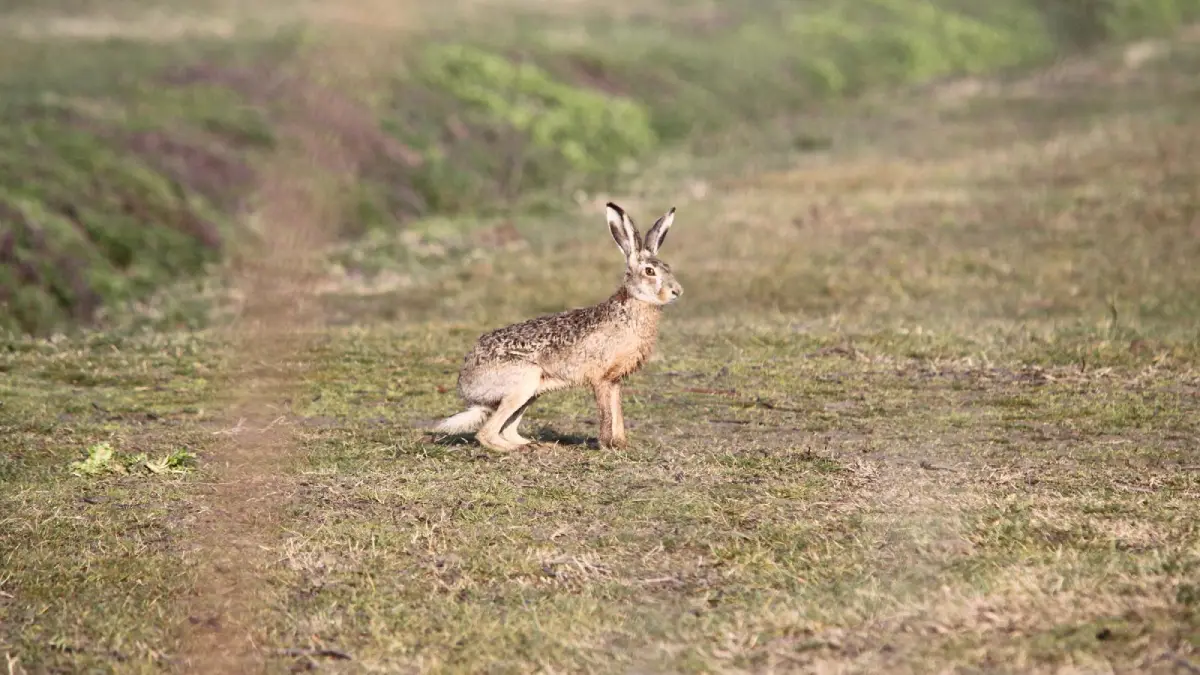 خرگوش قهوه‌ای؛ یکی از سریع ترین حیوانات دنیا