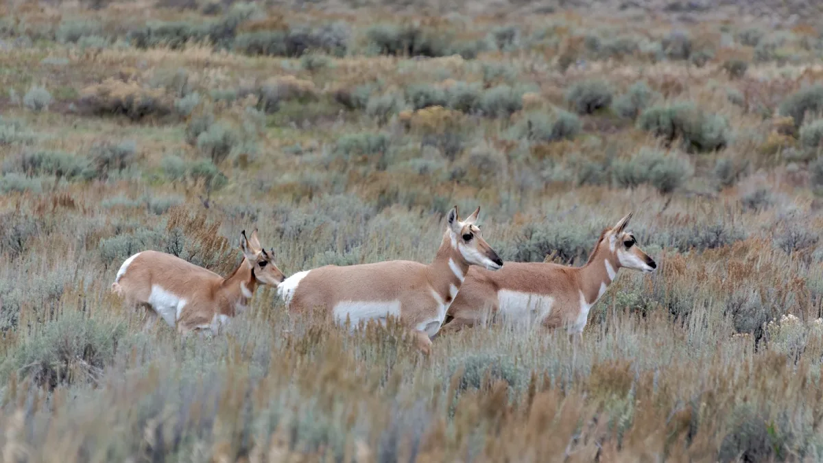شاخ چنگالی آمریکایی، یکی از سریعترین حیوانات زمینی