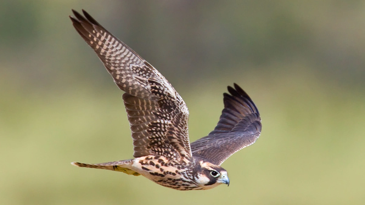 سریعترین موجود جهان: شاهین