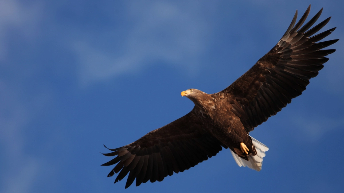 عقاب؛ پرسرعتترین حیوانات جهان